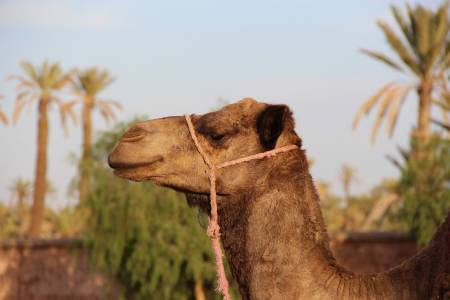 Riad Lila Riad Lila2